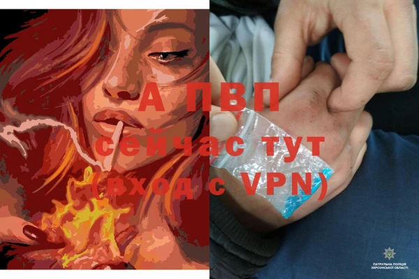 стафф Вязьма